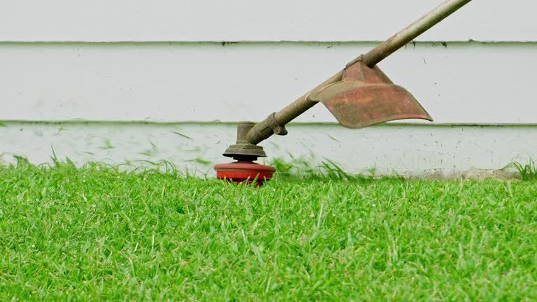 Trusted Berwyn, IL Tree Services Experts