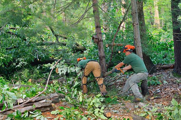 Best Hedge Trimming  in Berwyn, IL